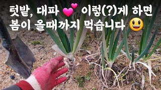 텃밭 대파 