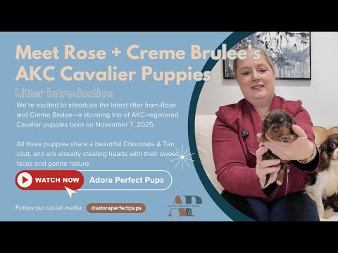 Meet Rose + Creme Brulee's Gorgeous AKC Cavalier Puppies