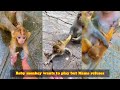 So Funny Baby Monkey Wants To Play But Mother Monkey Doesn T Allow