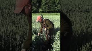 Weizenpirsch auf Sommersauen 2.2 🌾🐗 von  ⁨@feldundjagd6137⁩