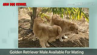 preview picture of video 'Golden Retriever Male For Maing at ARM Dog Kennel'