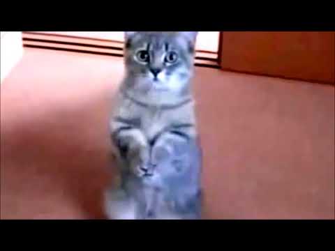Забавные кошачьи танцы (Funny cat dances)