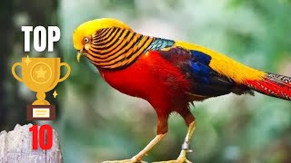 Os 10 Pssaros Mais Bonitos do Mundo