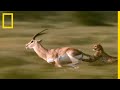 Les Cornes Mortelles De La Gazelle De Grant