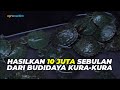 Hobi Jadi Hoki Budidaya Kura Kura Hasilkan Jutaan Rupiah Dari Rumah ️