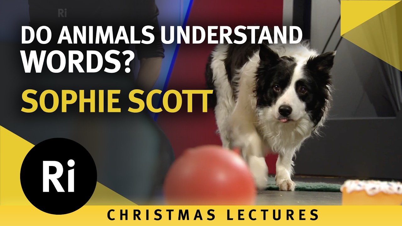 Do animals understand words?  2017 CHRISTMAS LECTURES with Sophie Scott 3/3