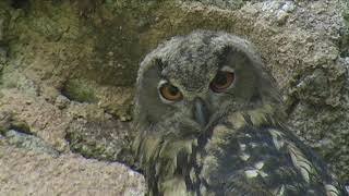 Le hibou grand duc