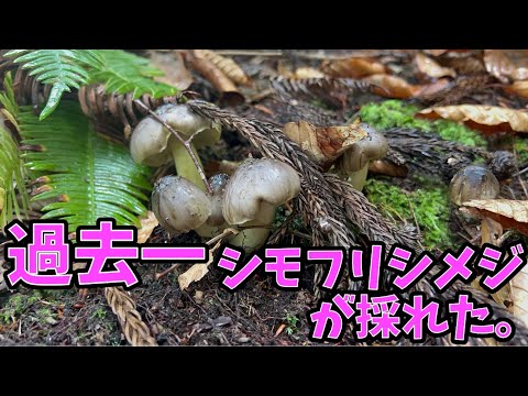  9月のキノコはどれ？今月採れる食用で認識しやすい種 8 種  庭園