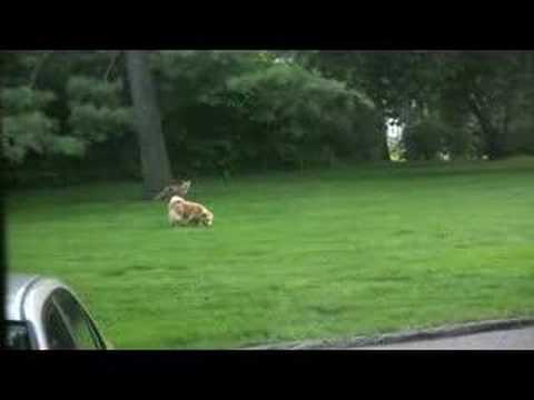 Fox and dog playing in yard (fox scream at end)