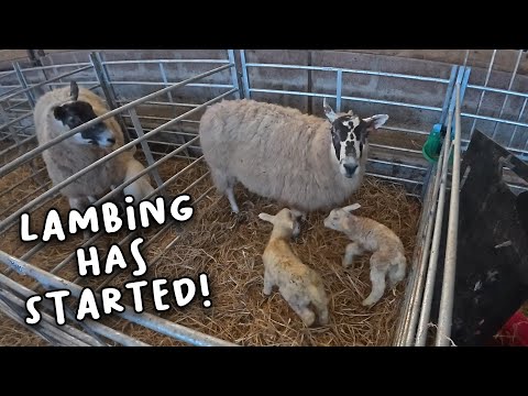 Lambing 2025 begins!