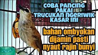 Download lagu Pancingan Joss Gandos Trucukan Ngeriwik Kasar Paling Cepat Biar Trucukmu Rajin Bunyi Gacor mp3 Download lagu Pancingan Joss Gandos Trucukan Ngeriwik Kasar Paling Cepat Biar Trucukmu Rajin Bunyi Gacor mp3