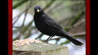 Sheila Jordan sings Hoagy's Balt. Oriole.mp4