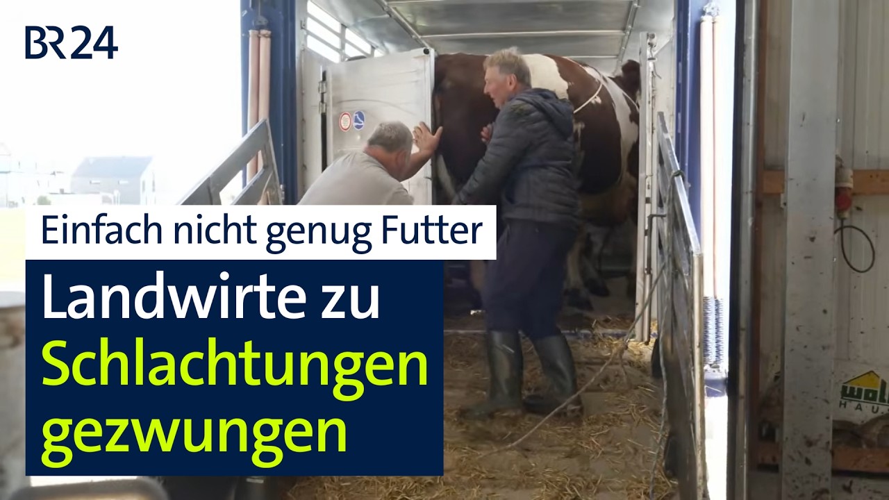 Landwirte wegen Futtermangel zur Schlachtung gezwungen | Abendschau | BR24