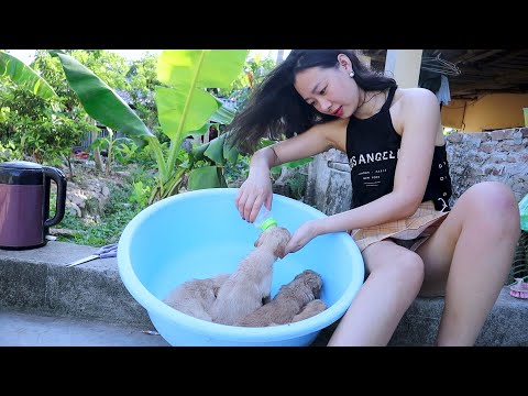 Susu Vlog - How to feed puppies when mom was sick