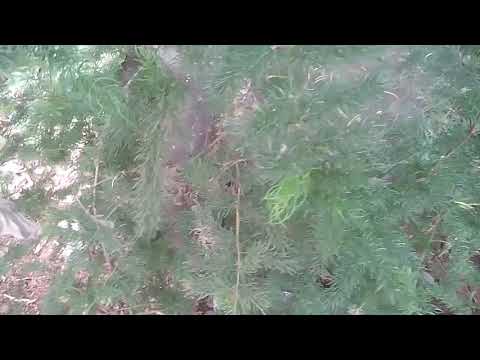 शतावरी के पौधे की पहचान  / Asparagus officinalis Video