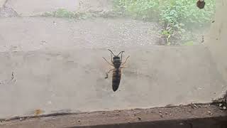 Zvuk zujanja male ose o zatvoreni prozor u kući--mala osa hoće van a ne može zbog stakla...