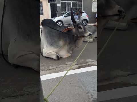 Bois de sela no Desfile de Carreiros de Santa Rita de Caldas-MG 2026