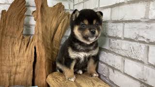 Video preview image #1 Shiba Inu Puppy For Sale in HOUSTON, TX, USA