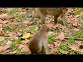Monkey Meeting