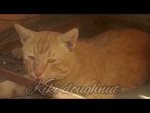 this cat came in to our house