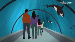 How SeaWorld's Orcas Could Go Home Again | CAPTIVE | TakePart video