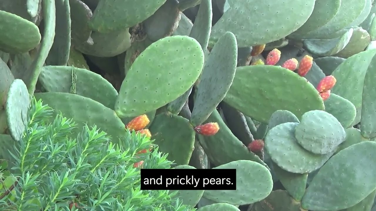 Kinder 2   Il-Pitirross with English subtitles