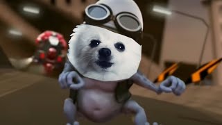 Funny Dog Videos: bork bork The crazy Doggo is in town driving funny dogs