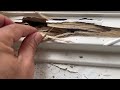 Termites Silently Snacking on Home in Martinsville, NJ
