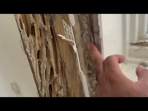 Termites Silently Snacking on Home in Martinsville, NJ