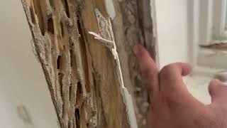 Watch video: Termites Silently Snacking on Home in Martinsville, NJ