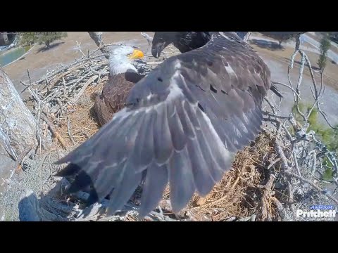 SWFL Eagles 2-9-26.  WATCH OUT, MOM!  You're Right in the Middle where I PRACTICE MY JUMPING JACKS! 