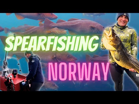 Unleashing the Thrill: Spearfishing in Norway's Pristine Waters