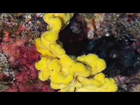 Axinella damicornis
