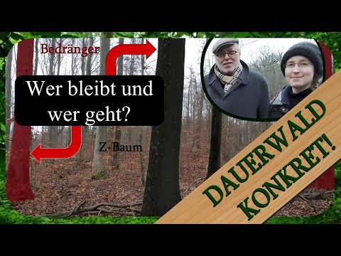 Vorratspflege in der Transformationsphase der Dauerwaldüberführung | Dauerwald Konkret!