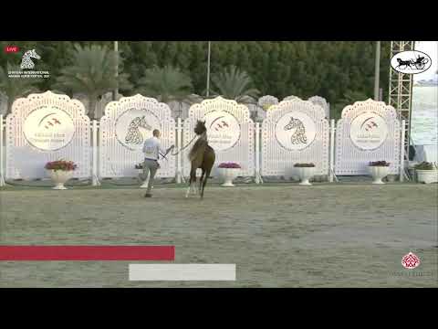N 65 KAFUH AL REMAS   Sharjah International Arabian Horse Festival 2021   Fillies 2 Years Old Class