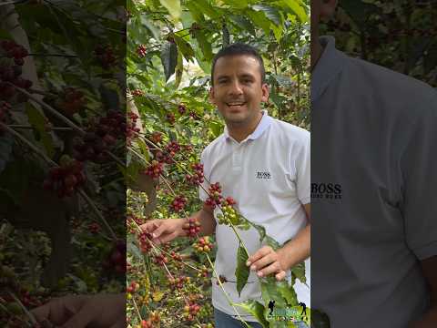 #Guayatá se alista para cosechar el café de este año 2025, un grano muy conocido y apetecido.