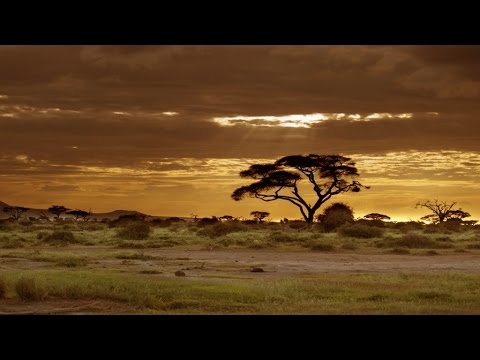 TCO - 1 Hour African Yoga Healing Music for Relax and Meditation - Spa Music (by TCO)