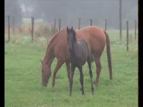 CADEAU CELESTE - RS., geb. Hann. 2015 v. Cadeau Noir x Wolkenstein II - Matcho AA