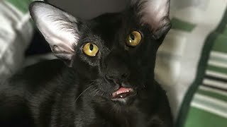 Funny and Cute Oriental Shorthair Cat Martin
