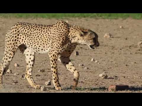 Cheetah comes to drink water