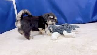 ハーフ犬の動画01