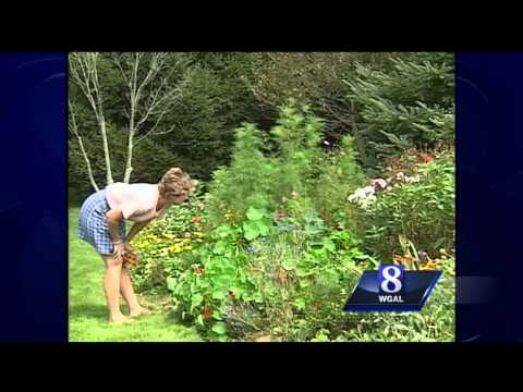 Why do we see so many spiders this time of year?