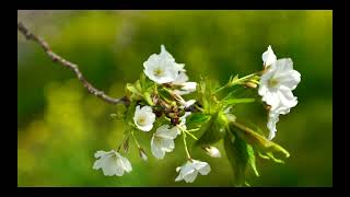 菜の花の絨毯に囲まれた土手：桜並木