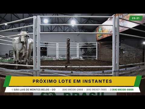 BRASIL LEILÕES - SÃO LUIS DE MONTES BELOS - GO -17/06/2026