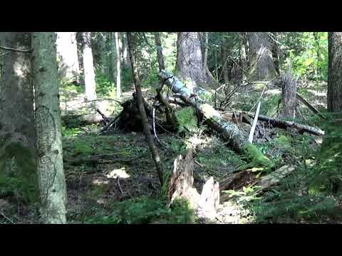The Venerable Forest SLATIOARA (Rarau Mountains, Bucovina, Romania)