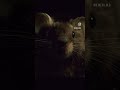 Movie Trailer Mousehunt Film Hollywood Instagram Trending Trendingshorts Inspiration