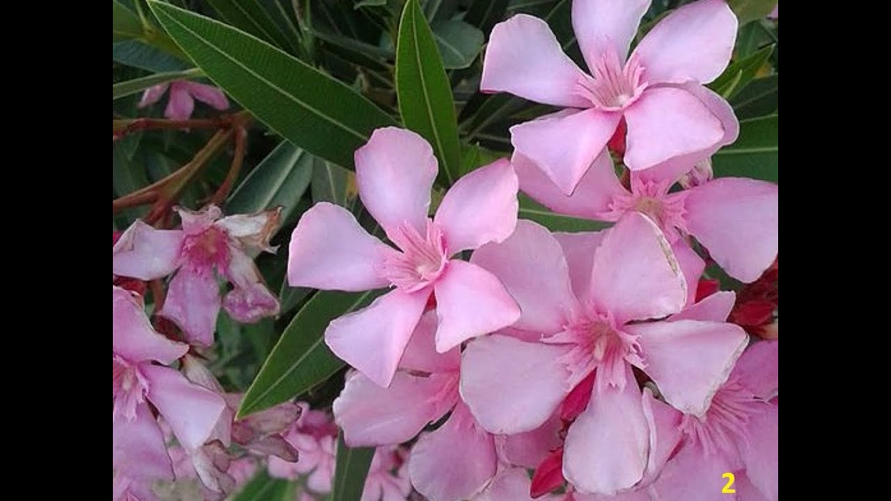 Adelfa planta venenosa conocida como laurel de jardín, rosa laurel, baladre.