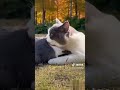 Cat Rabbit Friends Friendship Usa Uk Nature Plz Subscribe Thx