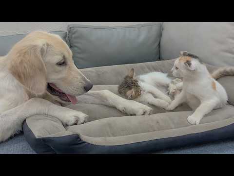 YouTube 썸네일