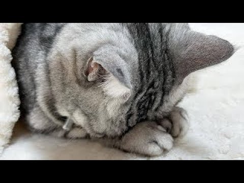Cats in Their Silliest Moments �� | Animals | Funny cat #Specail1